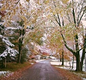 Road passing through trees