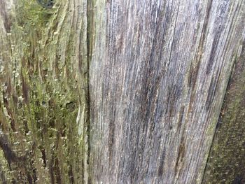 Full frame shot of tree trunk