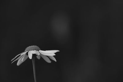 Close-up of white flower against black background