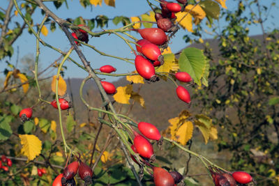 Close-up of red berries growing on tree