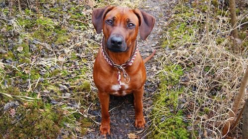 Portrait of dog on field