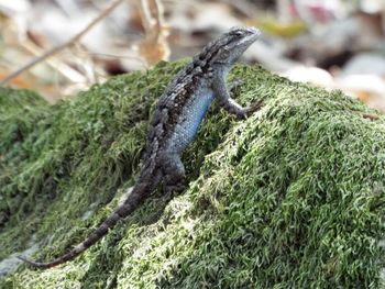 Close-up of lizard on tree