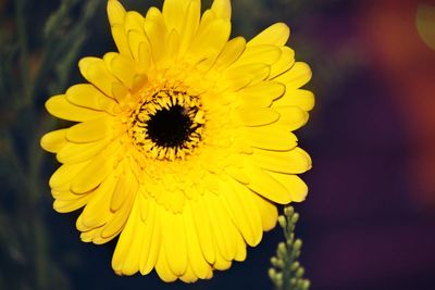 Close-up of yellow flower blooming outdoors