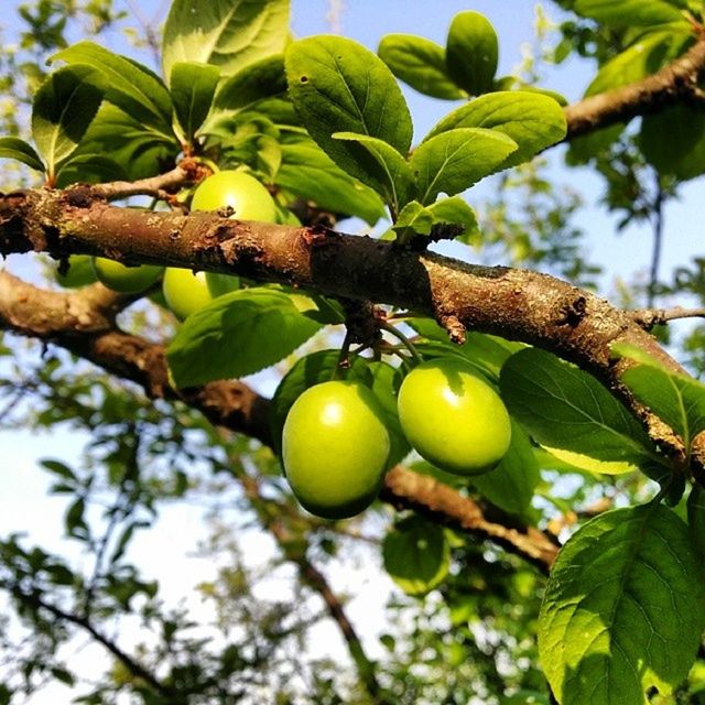 fruit, food and drink, tree, branch, food, healthy eating, green color, leaf, growth, close-up, freshness, hanging, focus on foreground, nature, ripe, low angle view, day, unripe, outdoors, no people