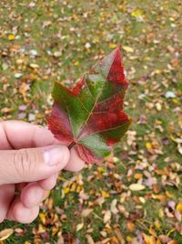 Midsection of person holding maple leaves during autumn