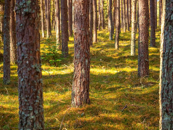 Trees in forest