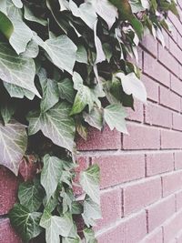 Full frame shot of green leaves