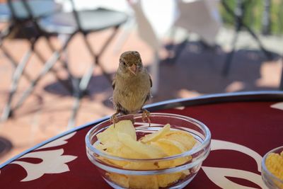 Close-up of bird perching on table