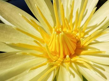 Full frame shot of yellow flower