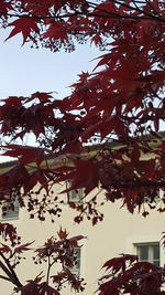 Low angle view of trees