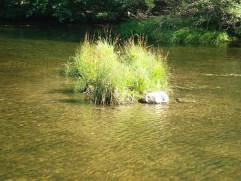 Scenic view of river in forest