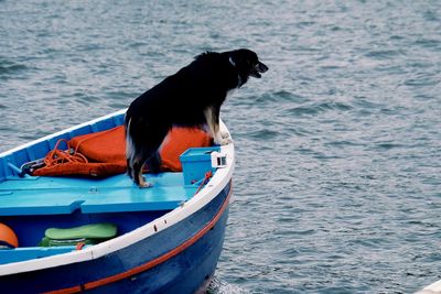 Dog looking at boat in sea