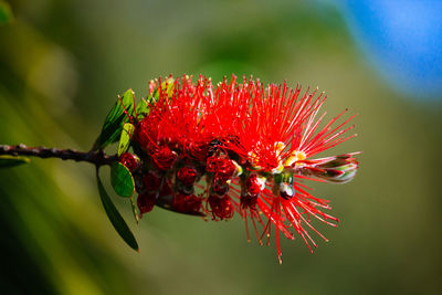 Close-up of red rose on plant