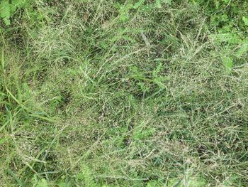 Full frame shot of grass on field