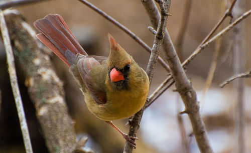 Close-up of bird perching on tree