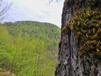 View of trees on landscape