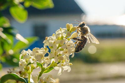 Close-up of bee pollinating on flower