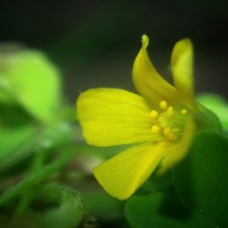 Close-up of yellow flower