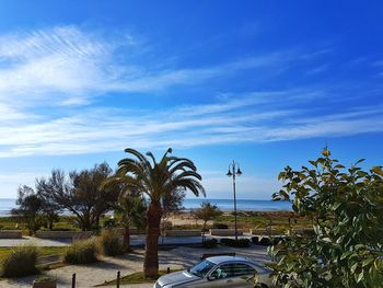 Palm trees against blue sky