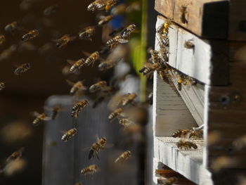 Close-up of bee on wood