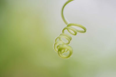 Close-up of green plant