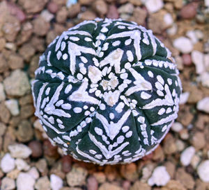Close-up of pine cone