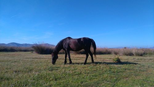 Horses grazing on grassy field