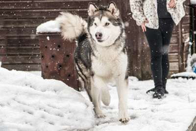 Low section of person with alaskan malamute  on snow