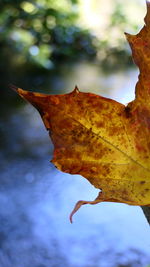 Close-up of dry maple leaves against blurred background