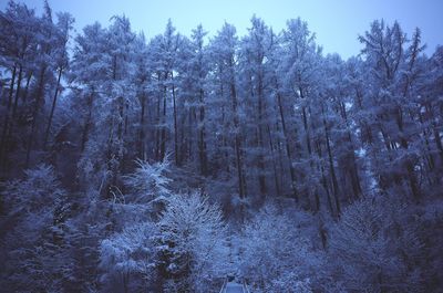 Trees in forest during winter