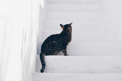 Cat on steps