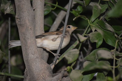 Close-up of bird perching on tree