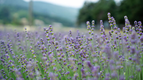 Beautiful blue petals of lavender flower blossom in row at field, selective focus and closeup photo