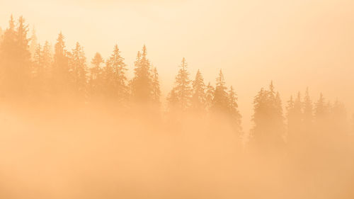 Trees in forest against sky during foggy weather