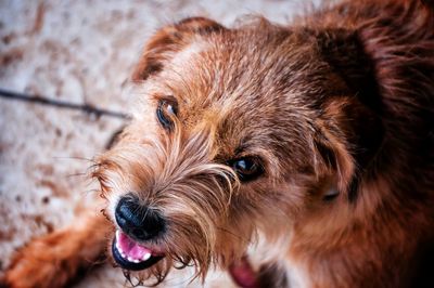 Close-up of a dog