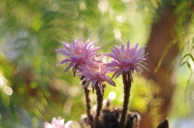 Close-up of flowers against blurred background