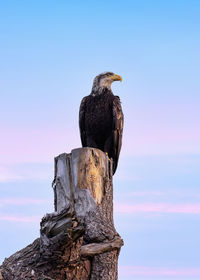Low angle view of eagle perching on wooden post