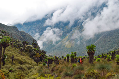 Hikers against foggy mountains in the rwenzori mountains, uganda