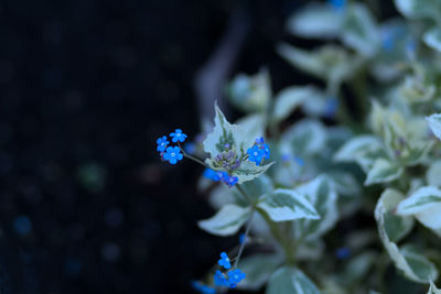 Close-up of purple flowering plant