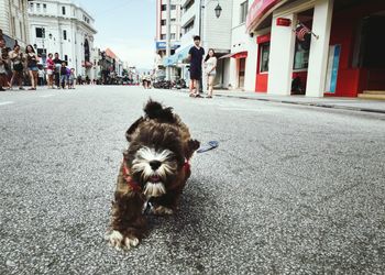 Dog walking on street in city