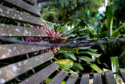 Close-up of wet plant leaves during rainy season