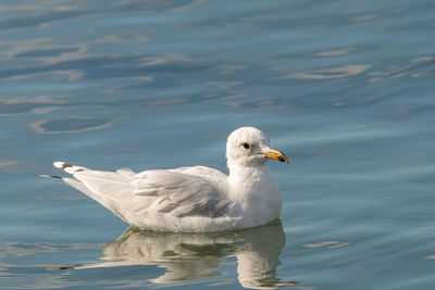 Seagull swimming in lake