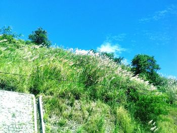 Low angle view of plants against blue sky