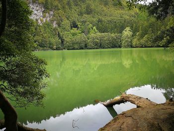 Scenic view of lake in forest