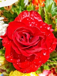 Close-up of wet red rose blooming outdoors