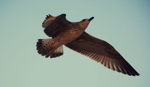 Low angle view of bird flying against clear sky