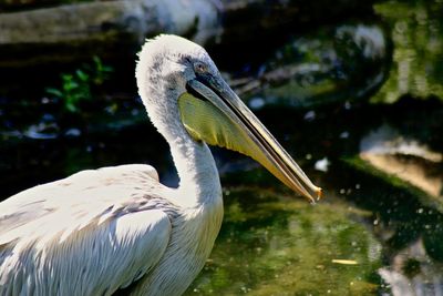 Close-up of pelican on lake