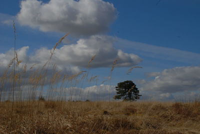 Scenic view of field against sky