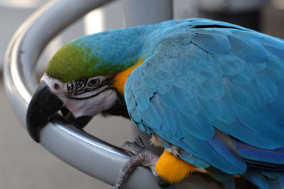 Close-up of blue parrot perching