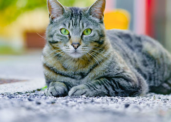 Close-up portrait of a cat